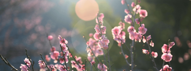 A Primavera e o Despertar do Qi